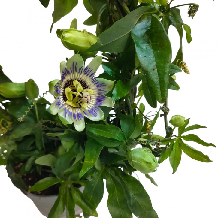Passiflora caerulea (Passion Fruit)