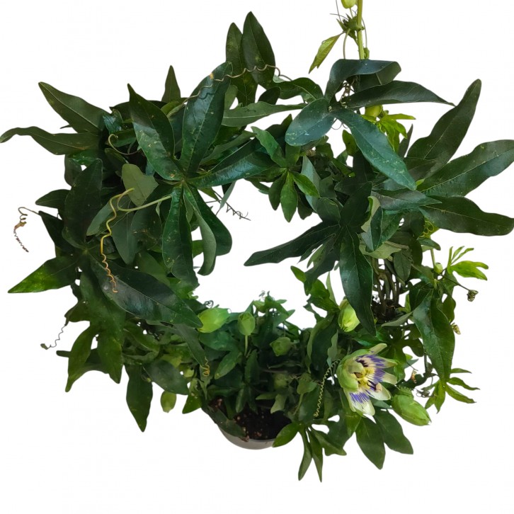 Passiflora caerulea (Passion Fruit)