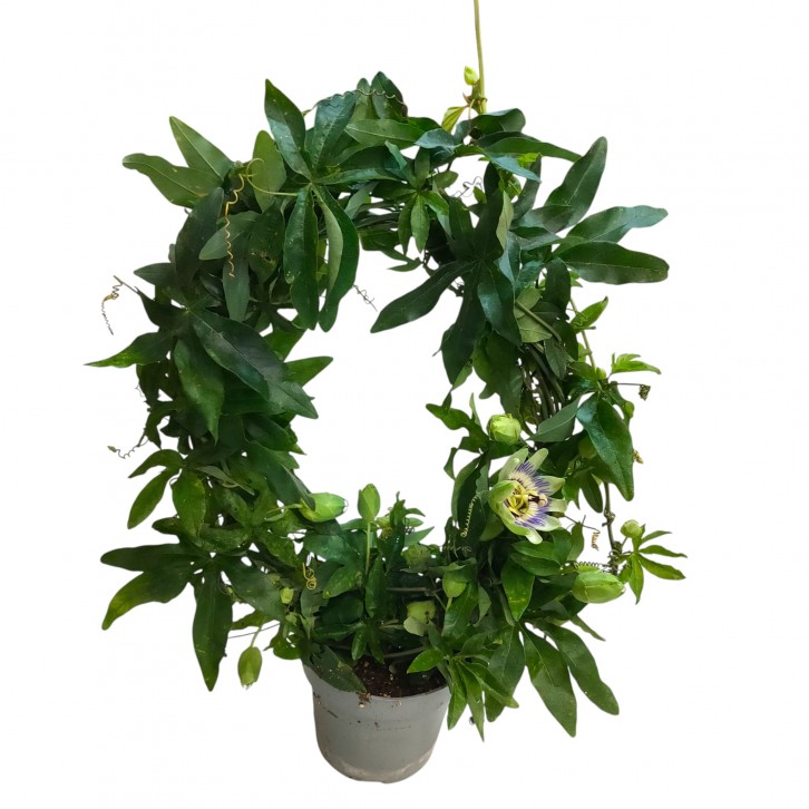 Passiflora caerulea (Passion Fruit)