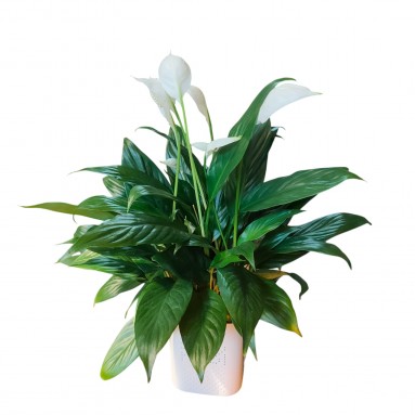Spathiphyllum in self-watering pot (1409)
