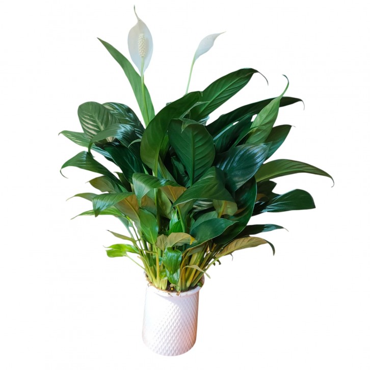 Spathiphyllum in self-watering pot (1409)