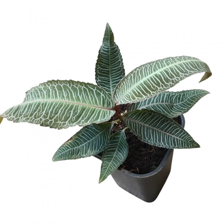 Labisia sp. Pink Vein (708)