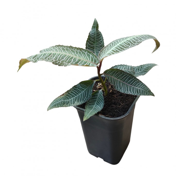 Labisia sp. Pink Vein (708)