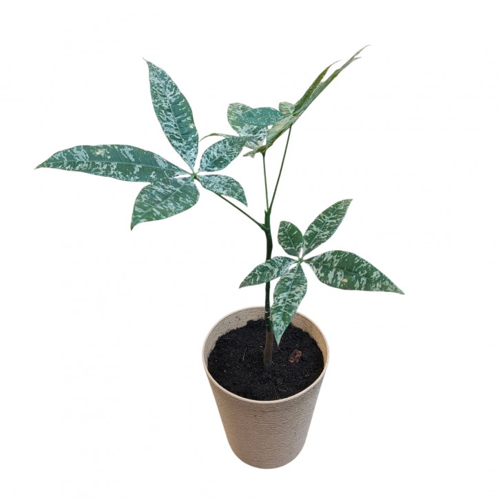 Pachira Aquatica Variegated 'Milky Way' (Money Tree)