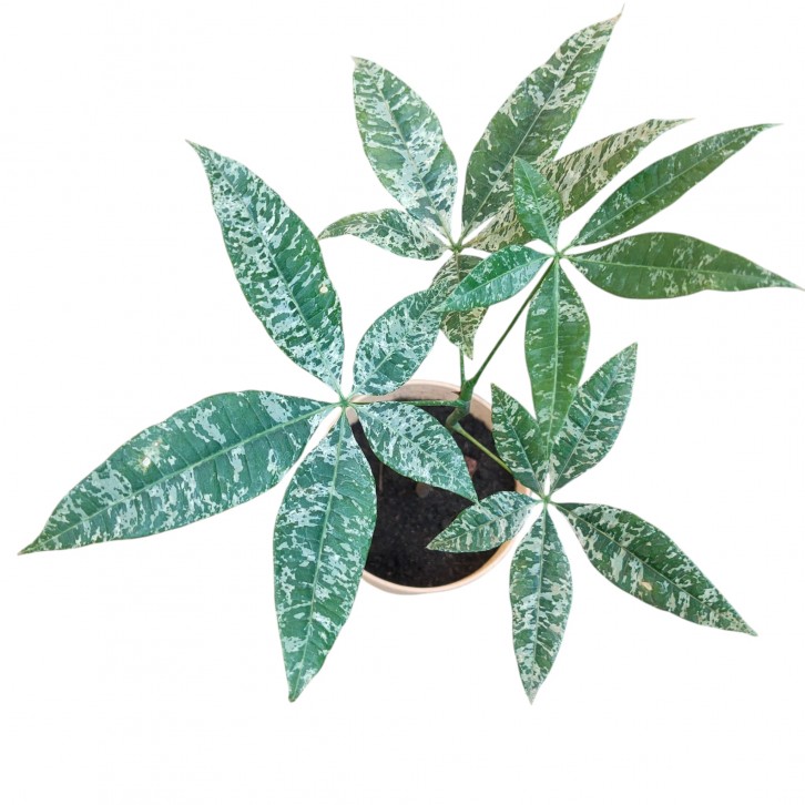 Pachira Aquatica Variegated 'Milky Way' (Money Tree)