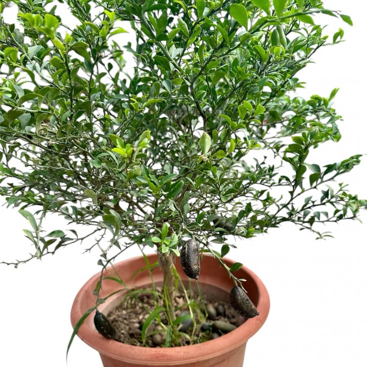 Finger Lime (Citrus Australasica)