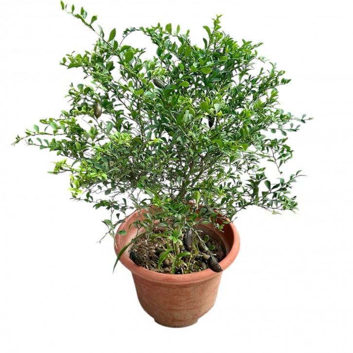 Finger Lime (Citrus Australasica)