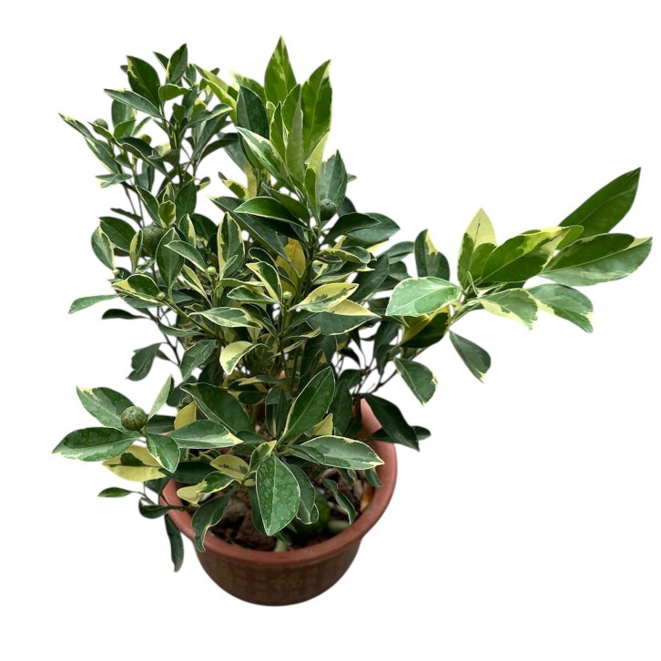 Citrus Aurantiifolia Variegated (Variegated Lime)