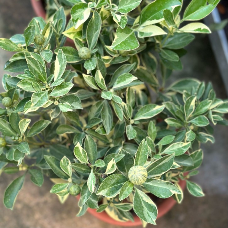Citrus Aurantiifolia Variegated (Variegated Lime)