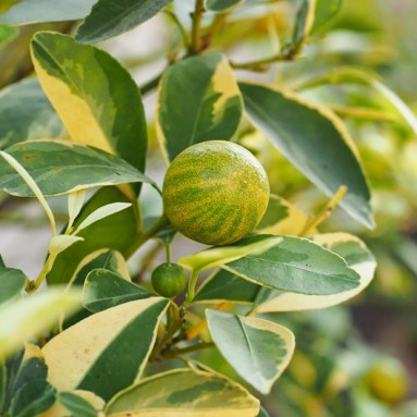 Citrus Aurantiifolia Variegated (Variegated Lime)