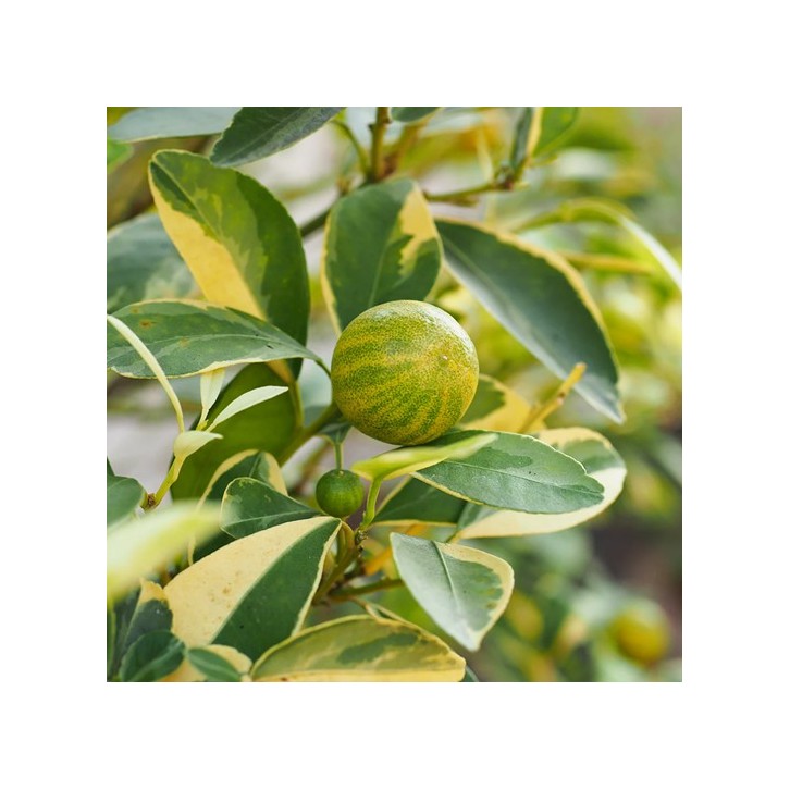 Citrus Aurantiifolia Variegated (Variegated Lime)