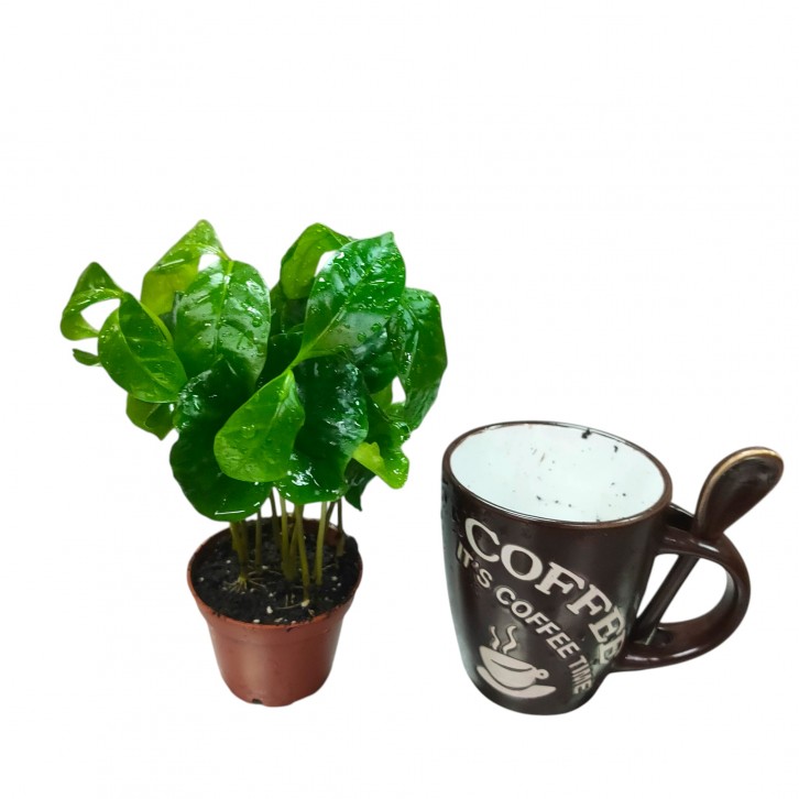 Coffea Arabica (Coffee Plant In a Mug)
