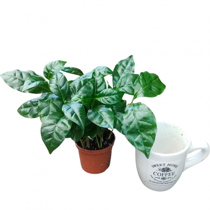 Coffea Arabica (Coffee Plant In a Mug)