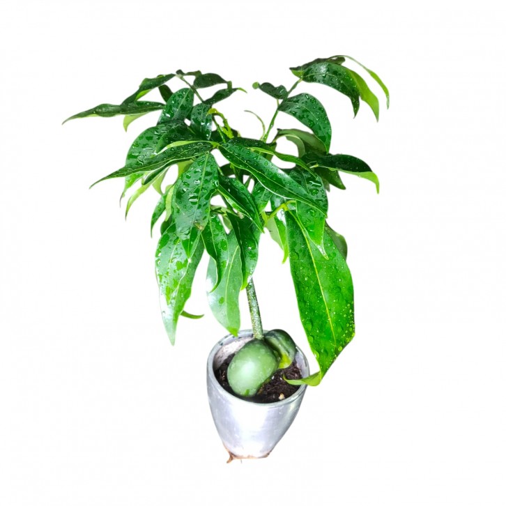 Castanospermum australe (Lucky bean)