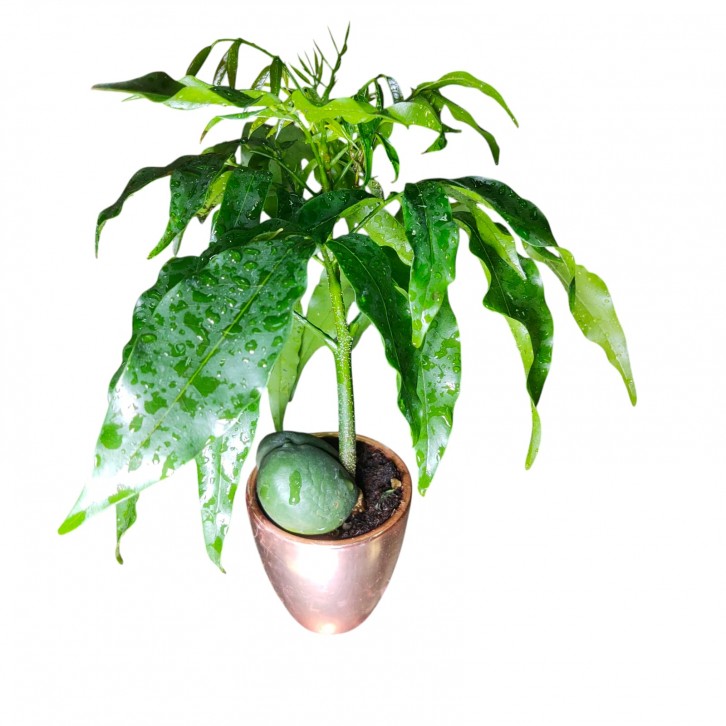 Castanospermum australe (Lucky bean)