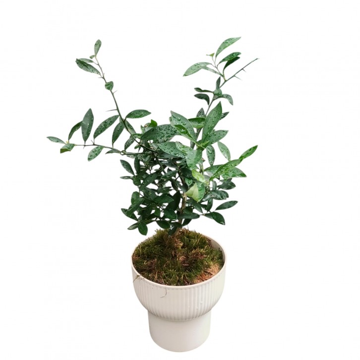 Fortunella Japonica (KinKan 金柑) in decorative pot (3642)