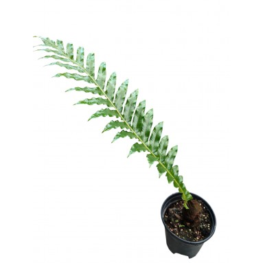Aglaomorpha coronans (Snake Leaf Fern)