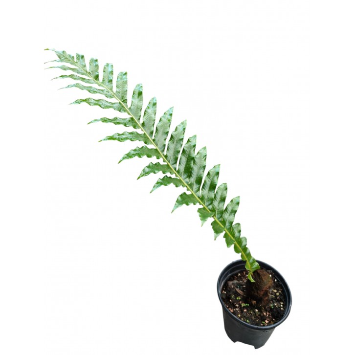 Aglaomorpha coronans (Snake Leaf Fern)