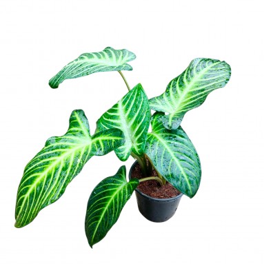 Caladium (Xanthosoma) Lindenii