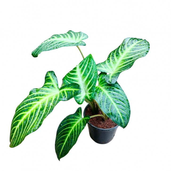 Caladium (Xanthosoma) Lindenii