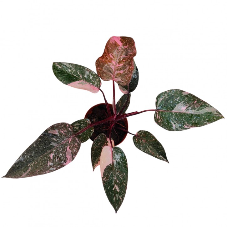 Philodendron Pink Princess