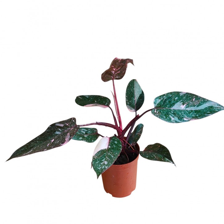 Philodendron Pink Princess
