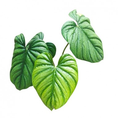 Philodendron sp. Columbia