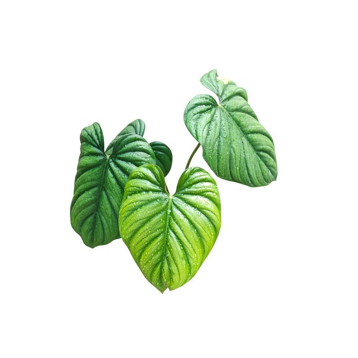 Philodendron sp. Columbia