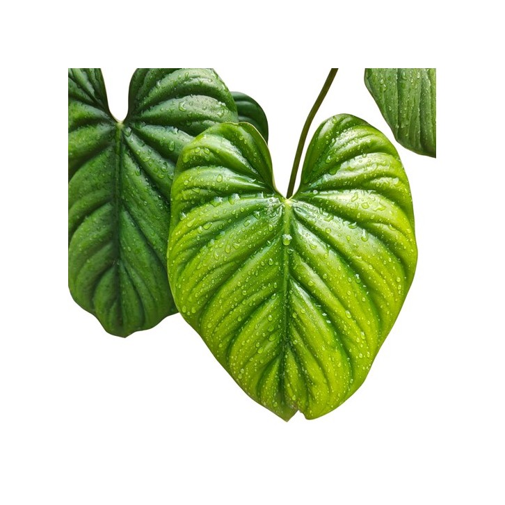 Philodendron sp. Columbia