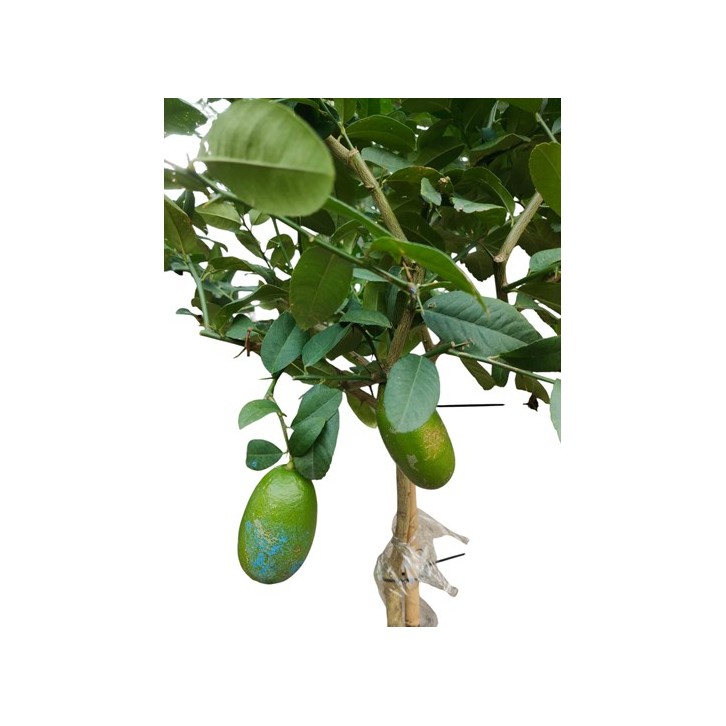 Taiwan Lemon Tree (Topiary)