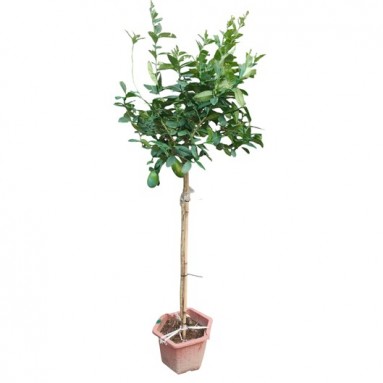 Taiwan Lemon Tree (Topiary)