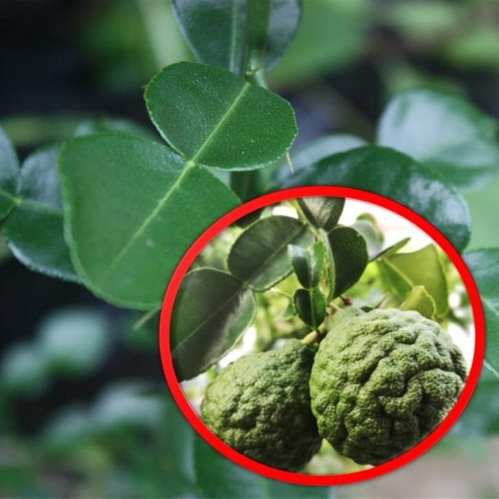 Kaffir Lime (Citrus Hystrix) Topiary