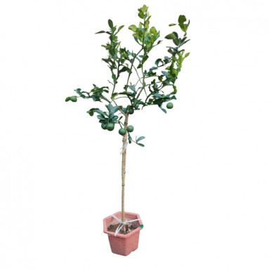 Kaffir Lime (Citrus Hystrix) Topiary