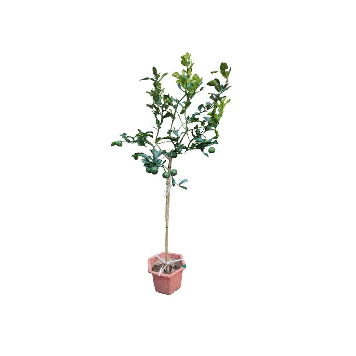 Kaffir Lime (Citrus Hystrix) Topiary