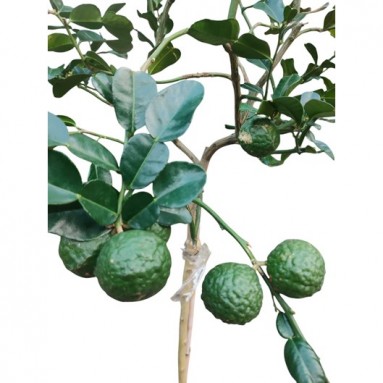Kaffir Lime (Citrus Hystrix) Topiary