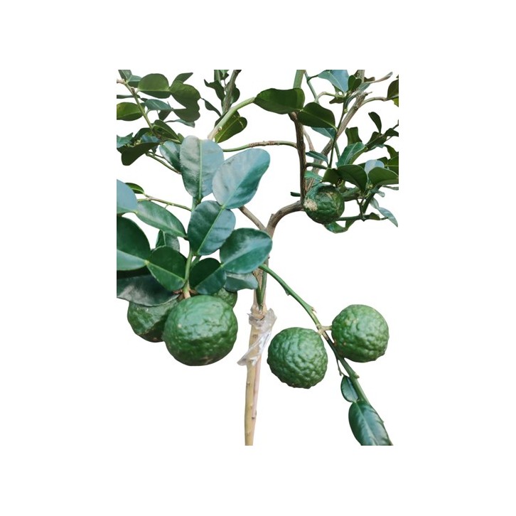 Kaffir Lime (Citrus Hystrix) Topiary