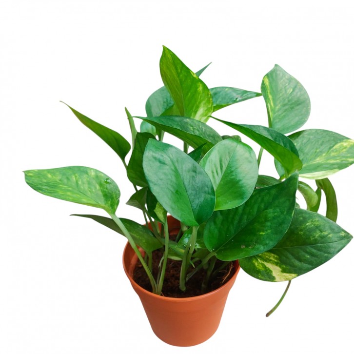 Epipremnum Golden Queen (Money Plant)