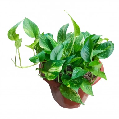 Epipremnum Golden Queen (Money Plant)