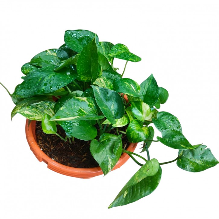 Epipremnum Golden Queen (Money Plant)