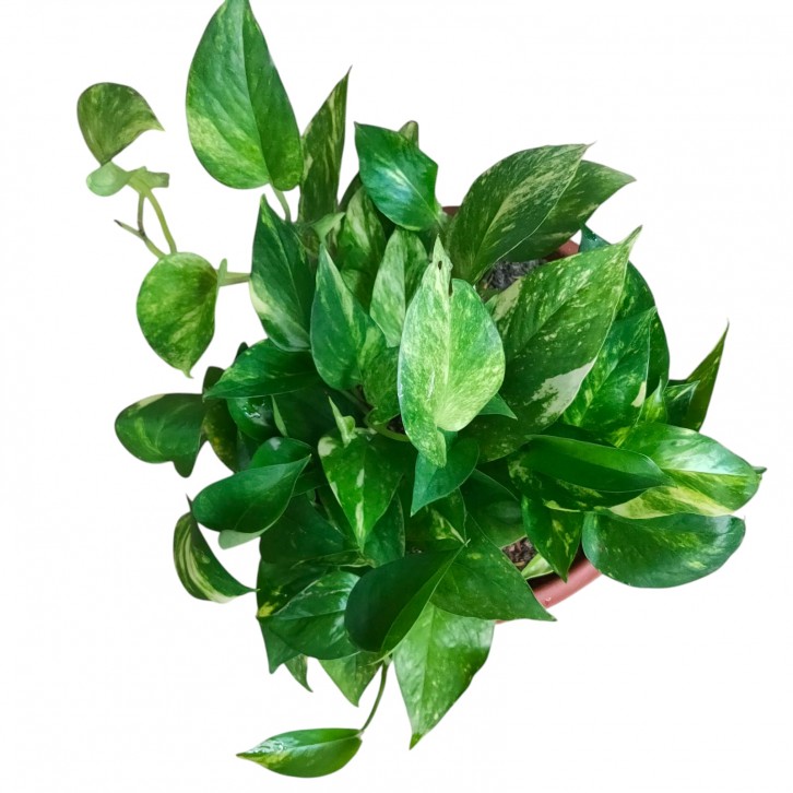 Epipremnum Golden Queen (Money Plant)