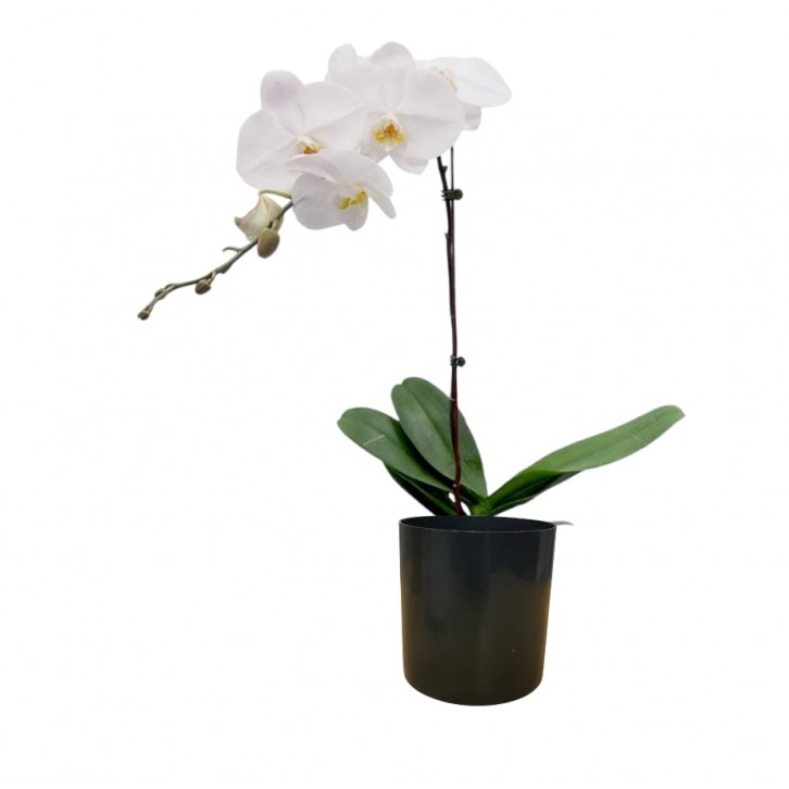 Decorative Plastic pot (without hole)