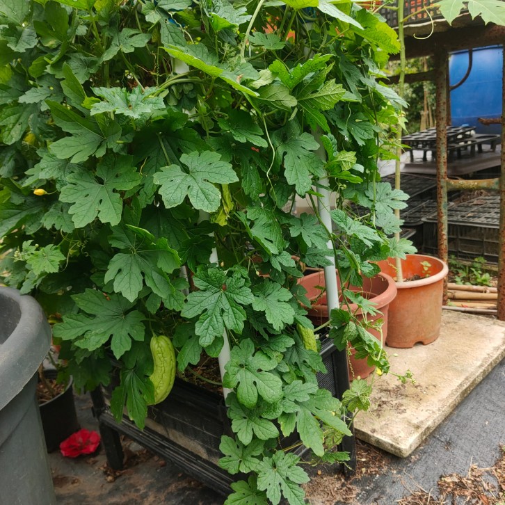 Bitter Gourd (Momordica Charantia)