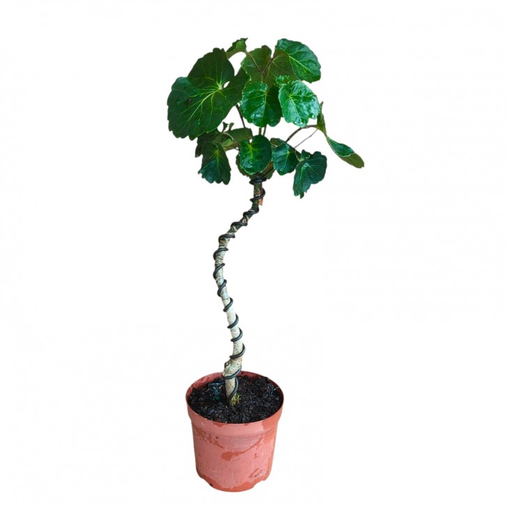 Polyscias scutellaria twisted form (713)