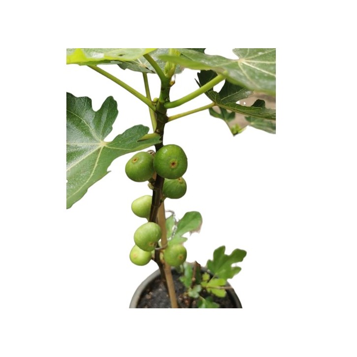 Fig (Ficus Carica)