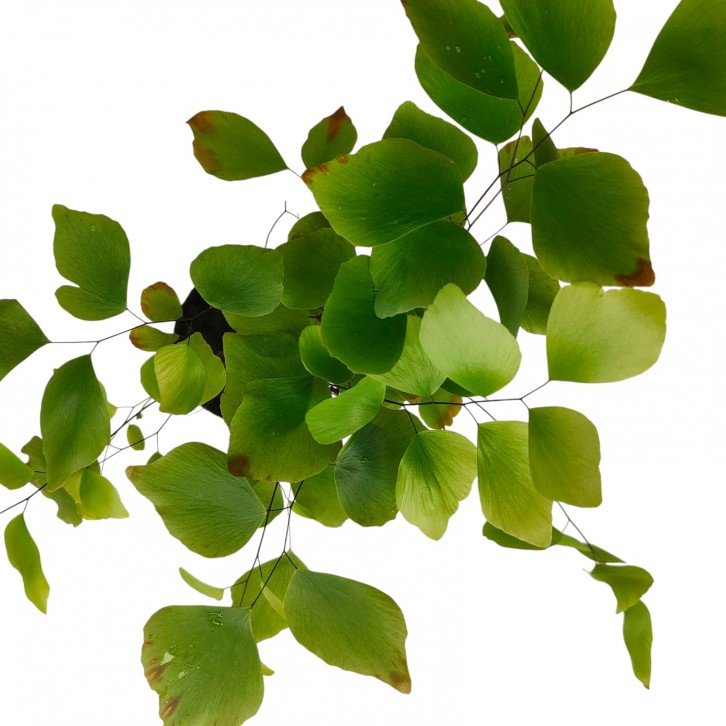 Adiantum peruvianum (Maidenhair Fern)