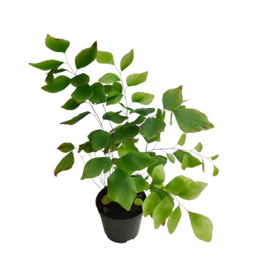 Adiantum peruvianum (Maidenhair Fern)