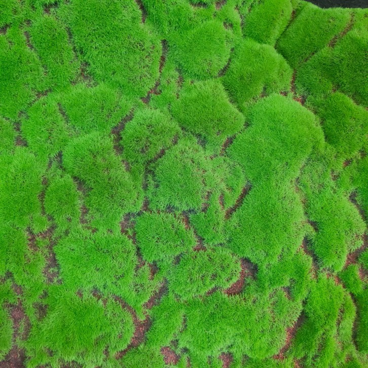 Artificial Moss Cloth 苔藓布