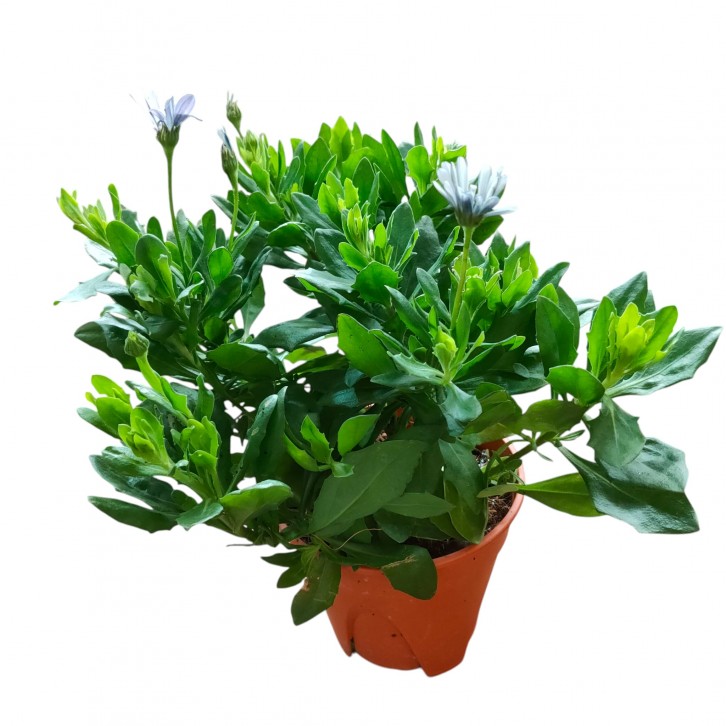 Osterspermum ecklonis (African Daisy)