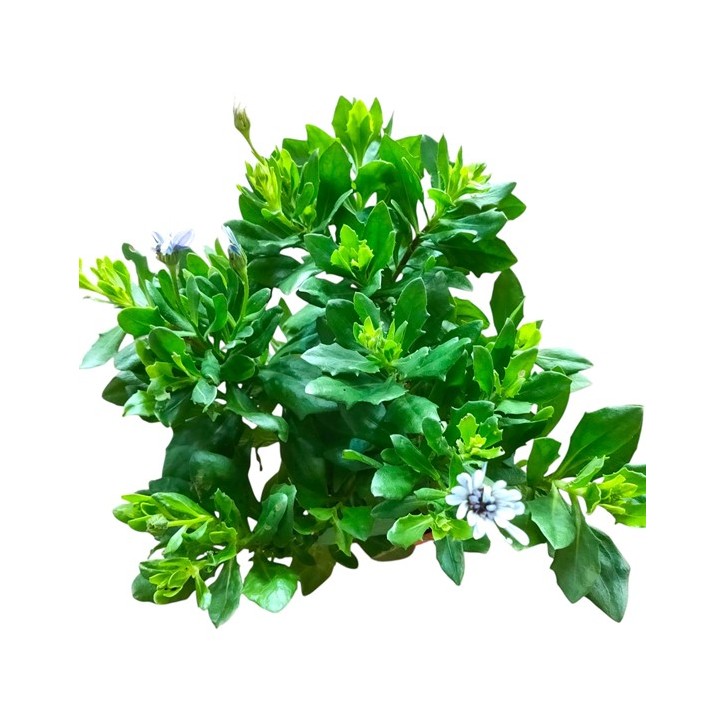 Osterspermum ecklonis (African Daisy)