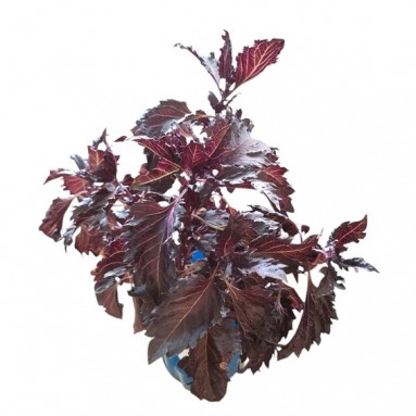 Red Basil (Ocimum basilicum)